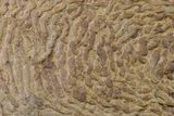 Pennsylvanian, Fossil Microbial Mat - Oklahoma #155985-1